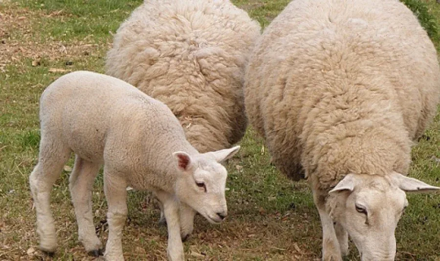 100 лв. глоба за овца в парка