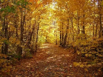 Сиромашко лято до утре 