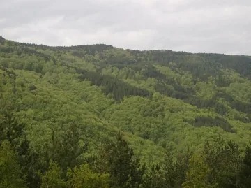 Пазят с полиция горите край Разлог