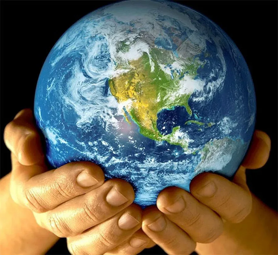 Иглолистни дълголетници виреят само в Щатите