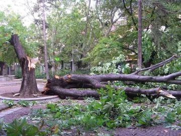Мъж в кома, дърво падна върху него