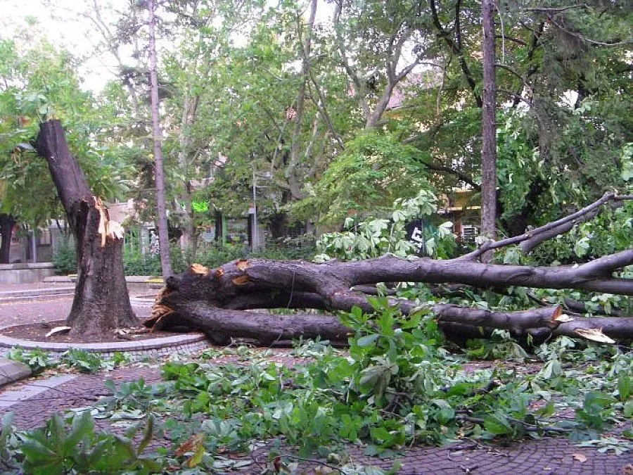 Мъж в кома, дърво падна върху него