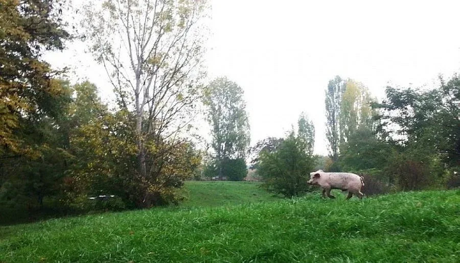 Прасе припка на свобода в Южния парк