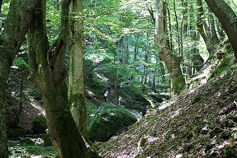 Бракониер би горски стражар и заплаши семейството му
