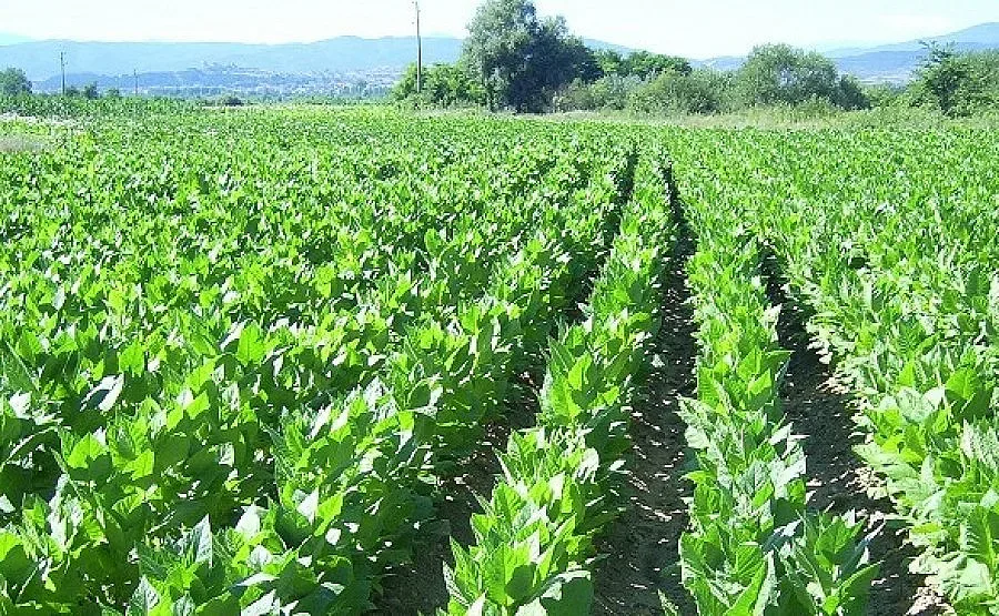 Тютюнджии искат ясни правила, против са по-висок осигурителен праг