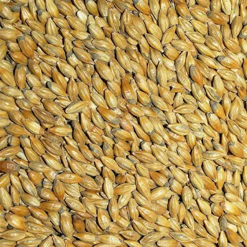 2,1 млн. т зърно изнесохме през порт Варна