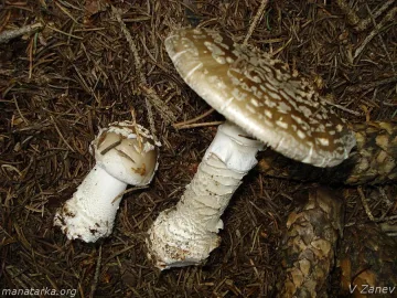 Тъща почерпи зет с мухоморки