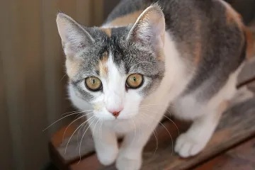 Котка изпи 3 бутилки вино, била пленник