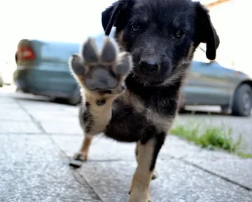Славейковци даряват храна на питомците на „Дай лапа"