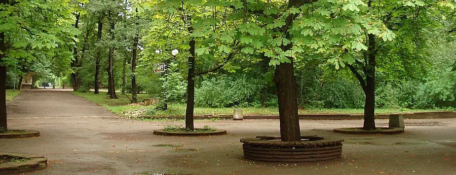 Мъж почина от паднало дърво в столицата