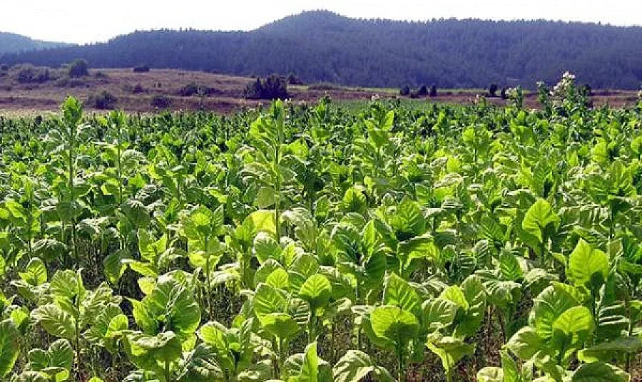 Писмо на тютюнопроизводителите до премиера 