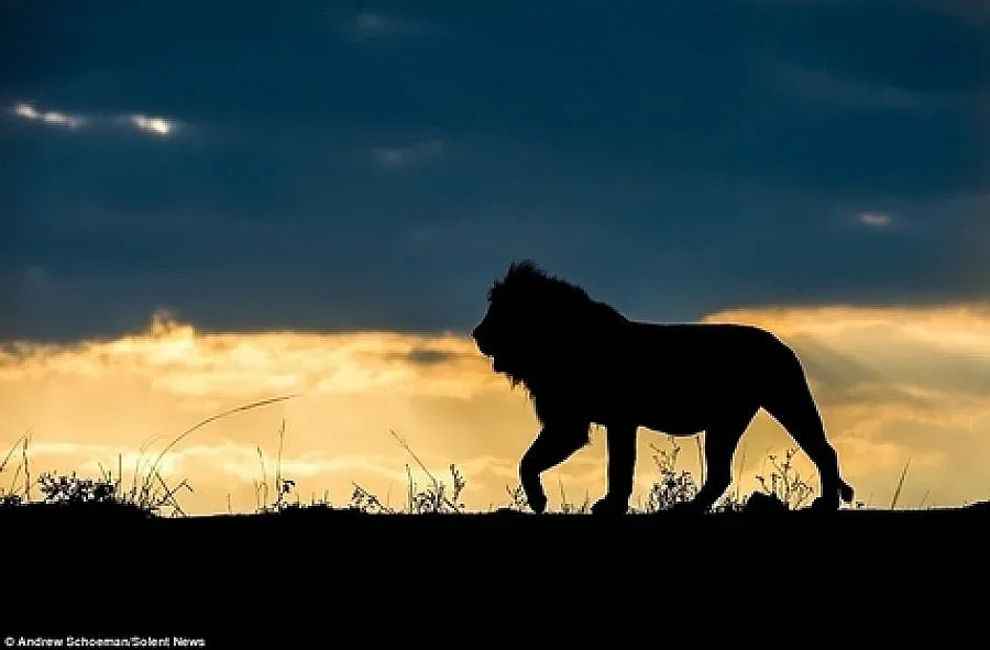 Празнуват първия рожден ден на варненските лъвчета
