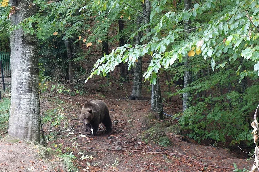 "Кемпински" в Банско дари 1 тон храна на мечките в Белица