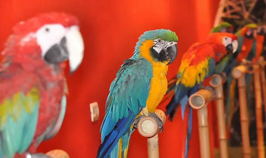 Кресливи и красиви папагали пренасят джунглата във Варна