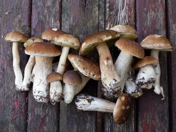 Отровни гъби тръшкат десетки
