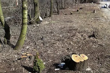 5 000 куб. м. повече широколистни дърва за огрев