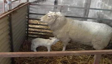 Забраниха пак търговията с животни по южната граница