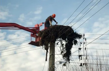  Обезопасяват щъркелови гнезда