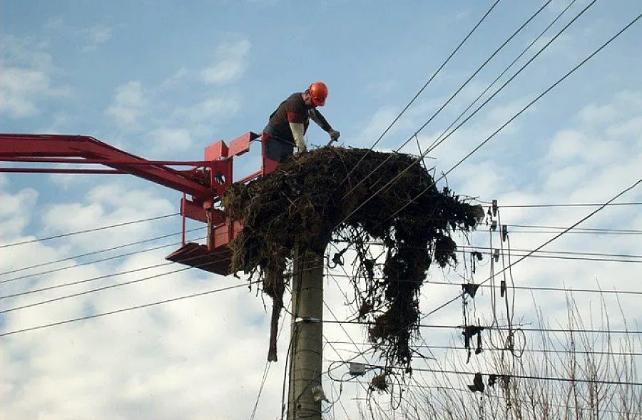Обезопасяват щъркелови гнезда