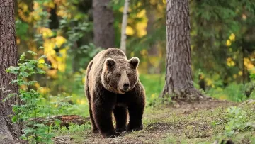 Нов удар на мечката стръвница. Сопот в паника