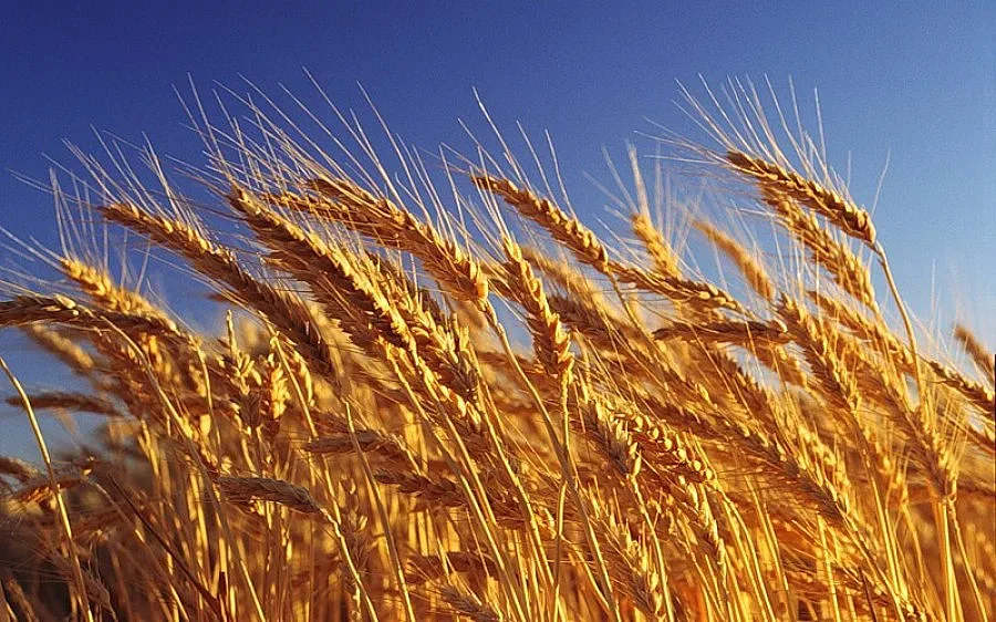 Добивите от пшеница са с 4,9% по-слаби