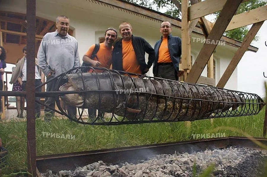 Хванаха чудовищен сом във Видин