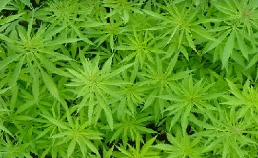 Шестима в ареста заради дрога