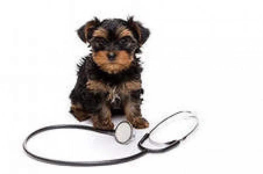 Обучават как да се лекуват болни животни