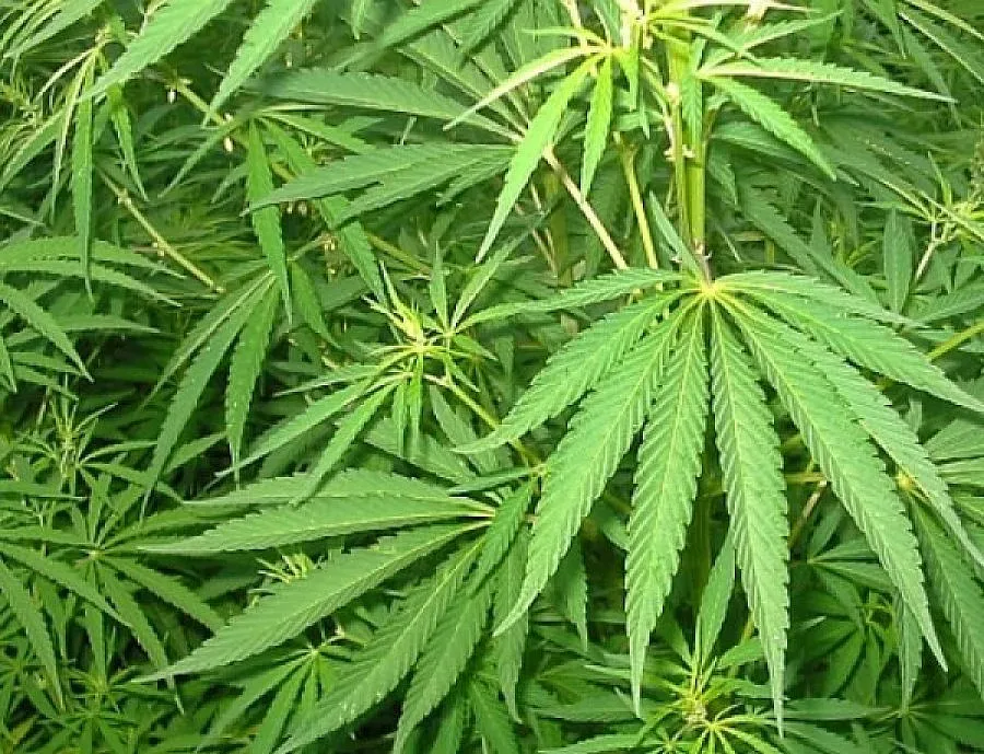 Хванаха 400 килограма марихуана в БГ микробус