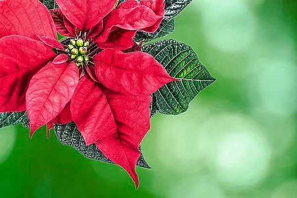 Тайната история на Коледната звезда. От бижу до лекарство