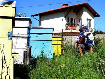 Първо училище за пчелари у нас, безплатно е
