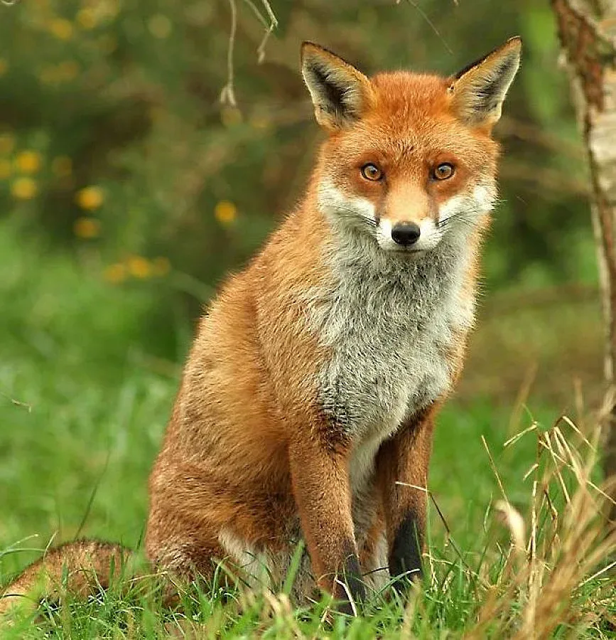 Хайка и за лисица в Благоевград