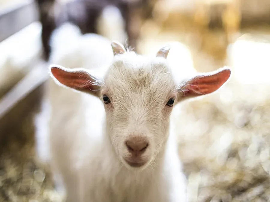 Повторните проби за бруцелоза в Рила са отрицателни