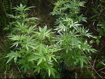 Изпепелиха две ниви с над половин тон канабис