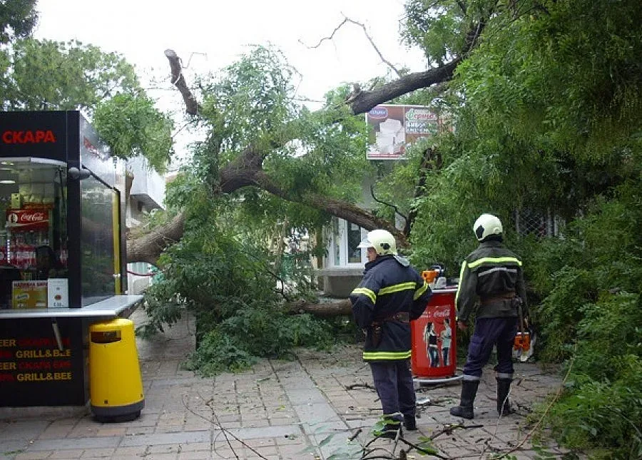 Огромно дърво падна в Добрич, по чудо няма жертви