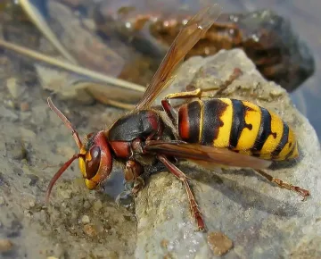 Жена загина сле ухапване от оса
