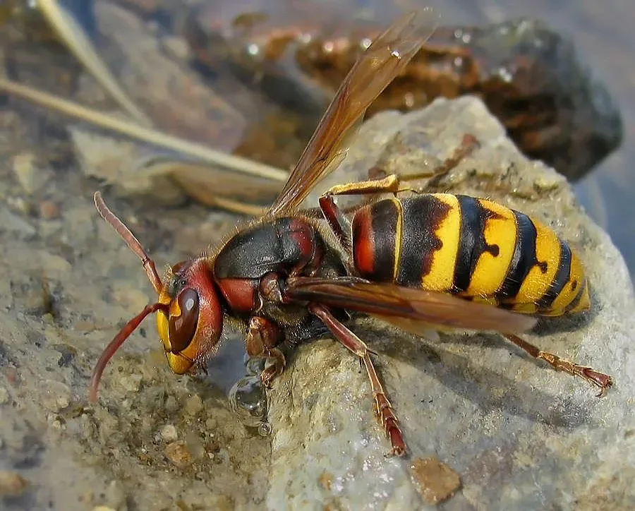 Жена загина сле ухапване от оса