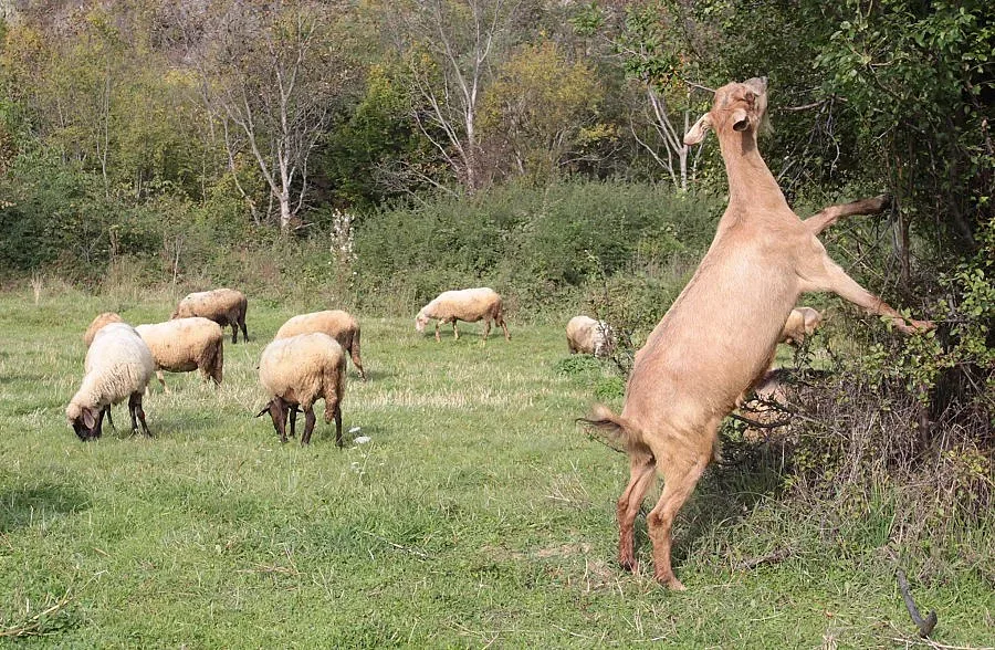 Още 6 кози с бруцелоза след повторно изследване