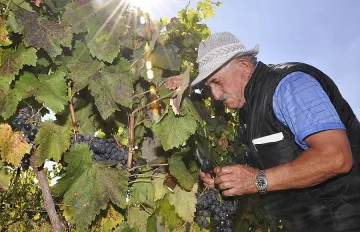 Гроздето много, но няма берачи