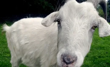 6 кози дали положителен резултат за бруцелоза