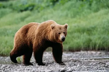 Мечка нападна човек в село Беден