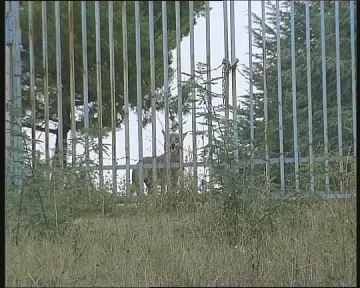 Изплашената вълчица неуловима вече трети ден