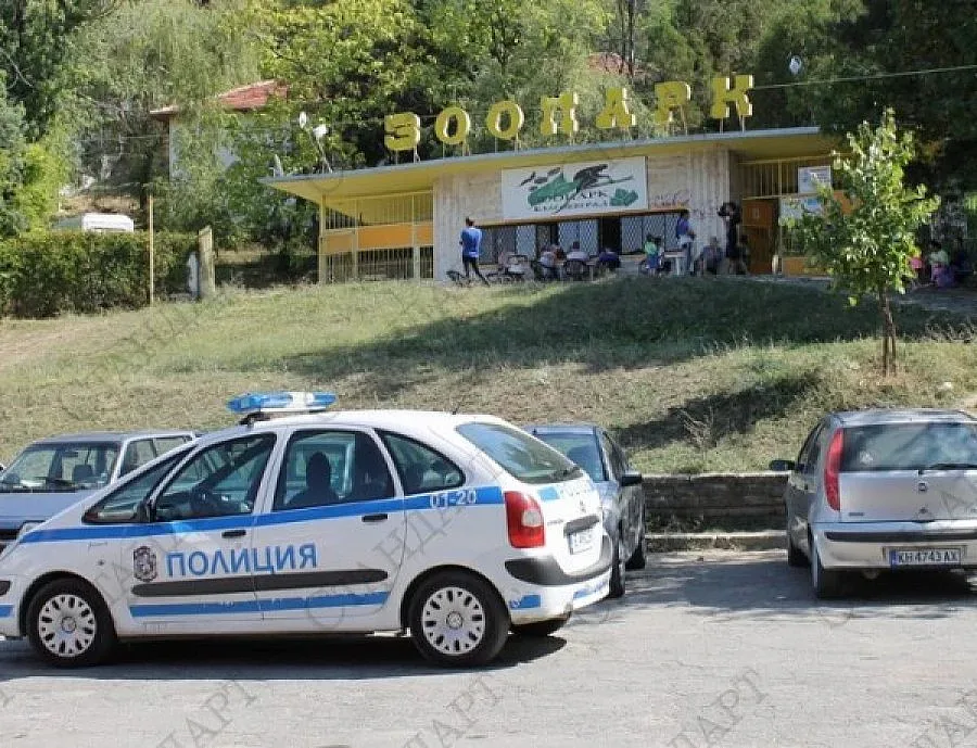 С месо и "вход свободен" примамват вълчицата беглец