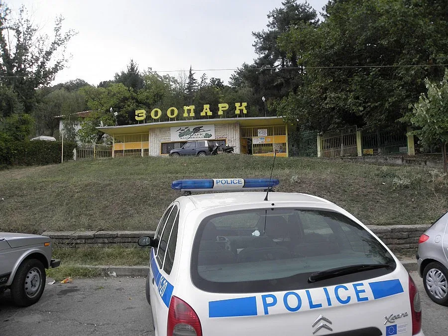 Дъжд затруднява залавянето на вълчицата - беглец