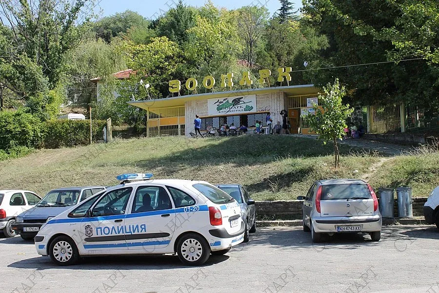 Опитът за упояване на вълчицата в Благоевград без успех