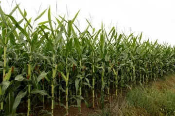 Крият канабис в царевица