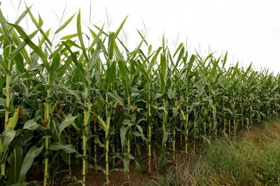 Крият канабис в царевица