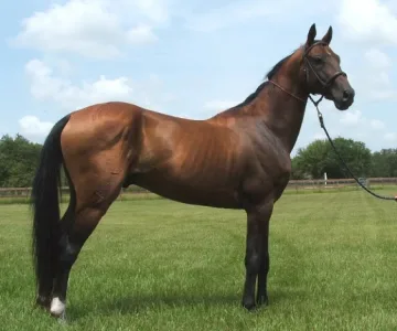 Кон стъпка дете пред майка му