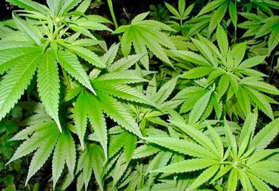 Изгориха над 400 килограма канабис