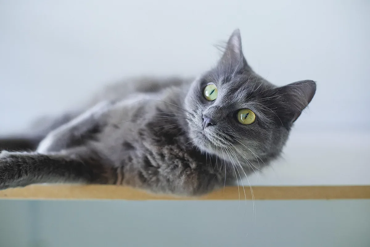 На каква възраст котката е стара? Отговора от ветеринар